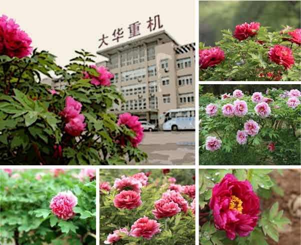 大華重工牡丹花會(huì)破碎機(jī)優(yōu)惠活動(dòng)-公司概括